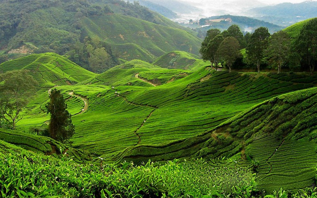 Đồn điền trồng ch&egrave; tr&ecirc;n đảo Langkawi. Ảnh: Paradiseintheworld.